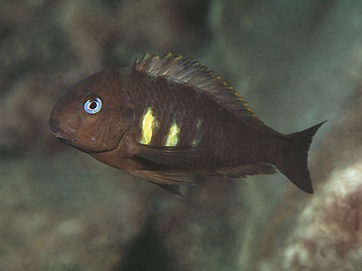 Tropheus sp. 'kipili' Ulwile Island